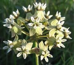 Image result for Asclepias adscendens