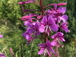 Image result for Onagraceae