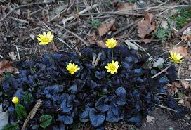 Image result for Whitfieldia brazzae