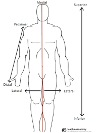 Pin By Sean Simpson On Anatomy Human Anatomy And Physiology Human Body Anatomy Anatomy And Physiology