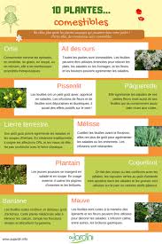 Le plantain (plante comestible et médicinale). 10 Plantes Sauvages Comestibles