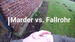 Marderschutz haus / ll marder im haus: Marder Vs Fallrohr Youtube