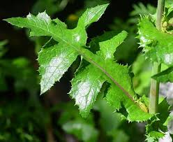 Image result for Sonchus asper