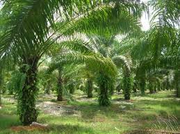 Image result for Elaeis