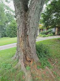 They have a unique composition. How To Spot A Dangerous Tree