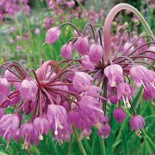 So many resistant flower bulbs we needn't despair since there is a vast assortment of flower bulbs to which deer normally turn up their noses. Regional Picks Deer Resistant Plants Northeast Finegardening