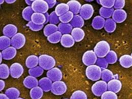 Staphylococcus aureus – Bacterias de Interés Clínico en Guatemala