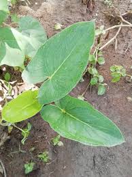 Image result for Stylochaeton