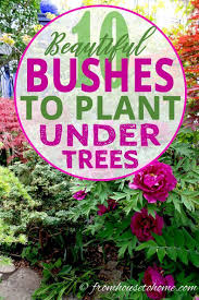 Shade Loving Shrubs 11 Beautiful Bushes To Plant Under Trees Arbustos De Sombra Jardines Perennes Y Arbustos De Jardin