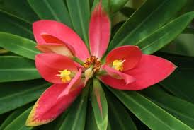 Image result for Euphorbia zambesiana
