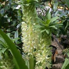 Image result for Eucomis zambesiaca