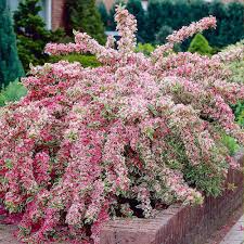 Check spelling or type a new query. Weigela Hedge Hedges Hedges Direct