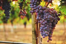 Muscadines require much more space, and should be planted approximately 16 feet (4.9 m) apart. Growing Grapes Varieties Planting Guide Care Diseases And Harvest