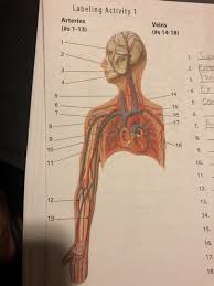 Image result for a labeled heart diagram. Solved Labeling Activity 1 Arteries S 1 13 Veins S 1 Chegg Com