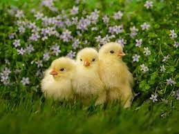 Buy Baby Chicks Baby Chickens Pet Chickens Baby Chicks