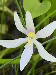 Image result for Heteranthera callifolia