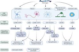 Image result for Fibrinogen
