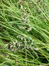 Image result for Eragrostis gummiflua