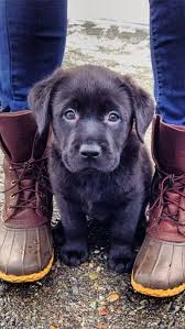all about the friendly chocolate labrador dog personality labradorite labradorchocolat labradorfacts hundewelpe hunde welpen tiere hund