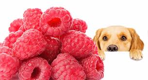 The ancient egyptians adored the species, and sailors traditionally venerated black cats. Can Dogs Eat Raspberries A Complete Guide To Raspberries For Dogs