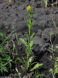 Image result for Rorippa