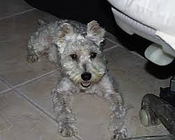 We did not find results for: Schnauzer Poodle Mix Schnoodle Shop For Your Cause