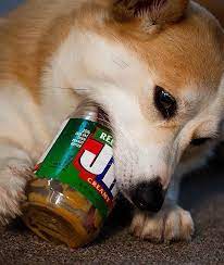 Not Found Peanut Butter For Dogs Can Dogs Eat Human Food