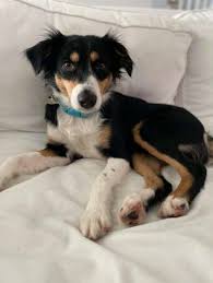 Interested in adopting a border collie? Australian Shepherd And Border Collie Mixed Rescue Dog For Adoption In Marre Australian Shepherd Mix Puppies Rescue Dogs For Adoption Border Collie Mix Puppies