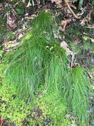 Image result for Avenella