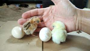 Ayam serama), also called the malaysian serama, is a bantam breed of chicken originating in malaysia within the last 50 years. Perbedaan Telur Ayam Serama Lokal Dengan Ayam Serama Asli Serama Doflamingo Farm