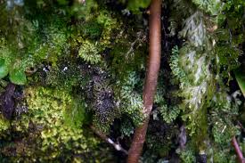 Image result for Crepidomanes fallax