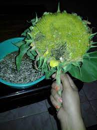 Beli tanaman bunga matahari online berkualitas dengan harga murah terbaru 2021 di tokopedia! 29 Bunga Matahari Early Russian Galeri Bunga Hd