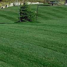 Kentucky Bluegrass Seed Midnight Kentucky Bluegrass Lawn Seed Seeding Lawn Backyard Landscaping Best Grass Seed