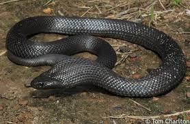 Pin On Snakes