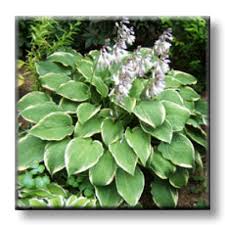 Image result for Hosta fortunei albomarginata