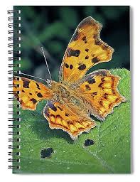 Image result for Polygonia c-album