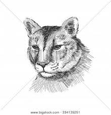 Then draw in the front legs and paws. Cougar Portrait Vector Photo Free Trial Bigstock