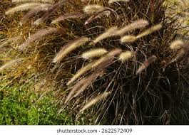 Image result for Cenchrus setaceus