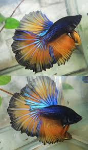 See more ideas about betta, betta fish, siamese fighting fish. Aquabid Com Item Fwbettashm1387754206 Mustard Hm Male Ends Sun Dec 22 2013 05 16 46 Pm Cdt Colorful Fish Pet Fish Betta Fish