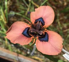 Image result for Moraea