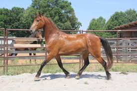We did not find results for: Georgian Grande Friesian Saddlebred Sport Horse For Sale In Dawson Georgia United States Of America