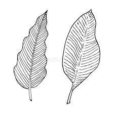 Set of tropical leaves flowers black and white vector. Banana Leaf Black White Stock Illustrations 4 334 Banana Leaf Black White Stock Illustrations Vectors Clipart Dreamstime