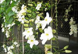 Thunbergia Grandiflora Alba White Sky Vine Flowering Vines Trellis Plants Flowering Trees