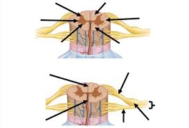 Solved 11. Natnc The Sle Thatshddes Eeal Hody Caay The | Chegg.Com