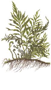 Image result for Bolbitis