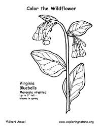 West virginia state seal coloring page florida state seal coloring. Bluebells Virginia Coloring Page