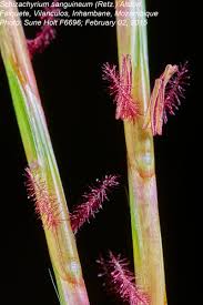 Image result for Schizachyrium sanguineum