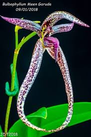 Image result for Bulbophyllum injoloense
