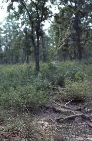 Image result for Nolletia arenosa