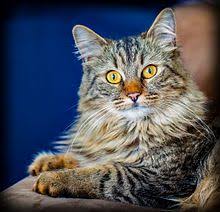 Maine Coon Wikipedia